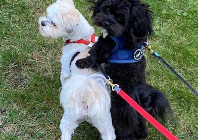 Two Dogs Playing